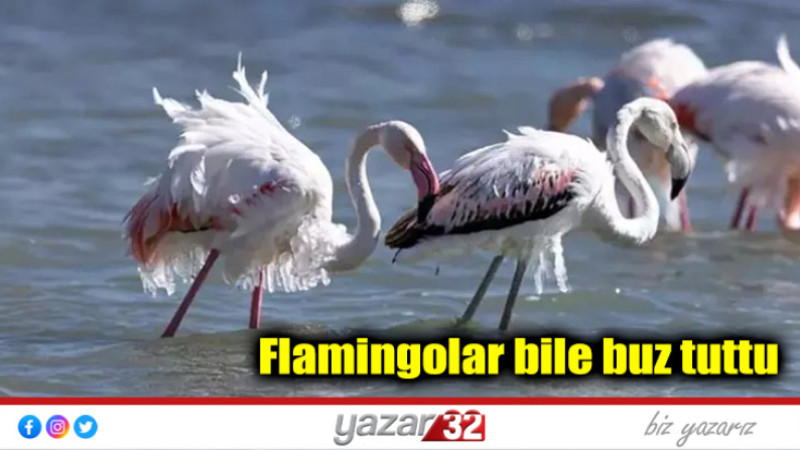 Flamingolar bile buz tuttu